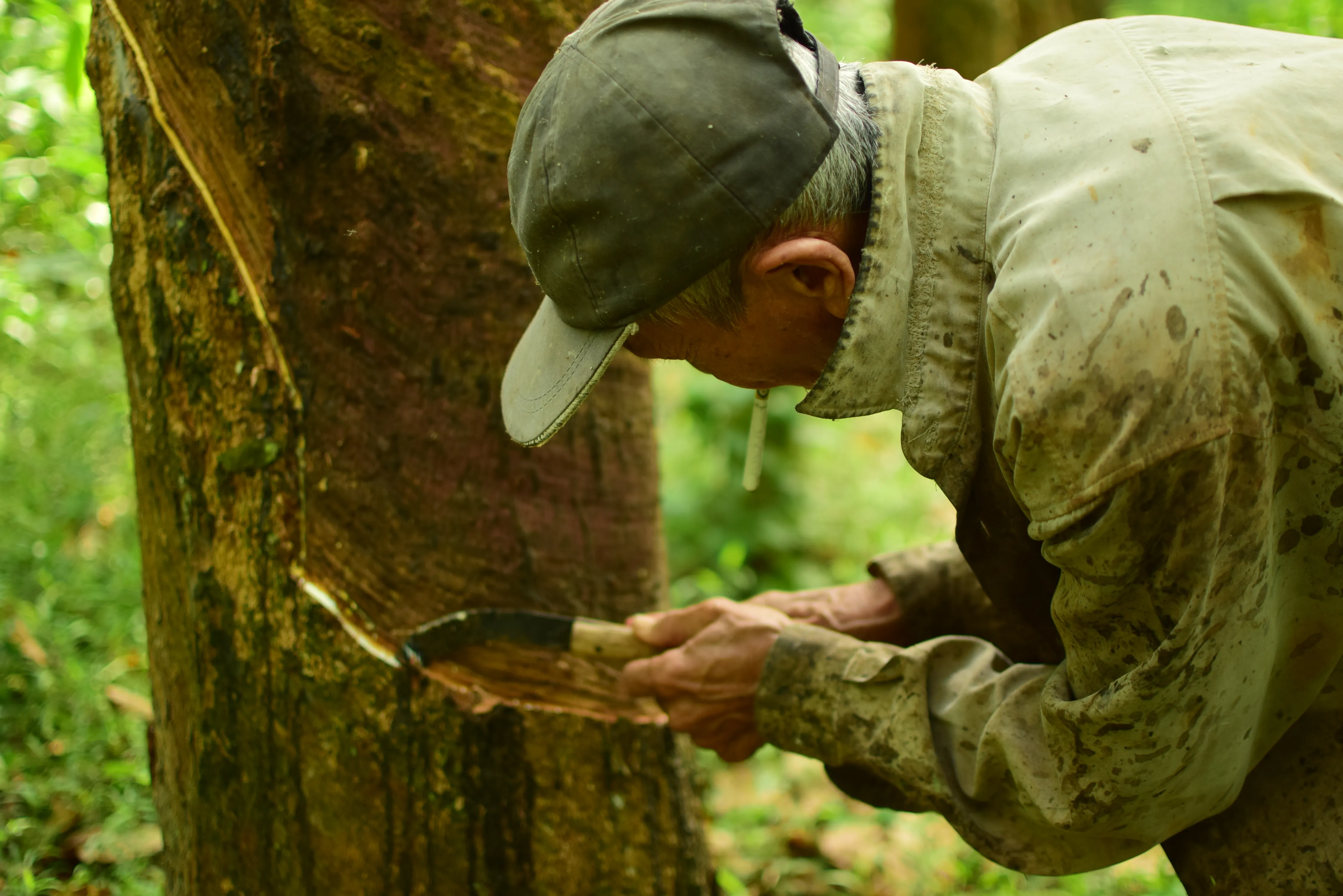 The old man and his old trees
