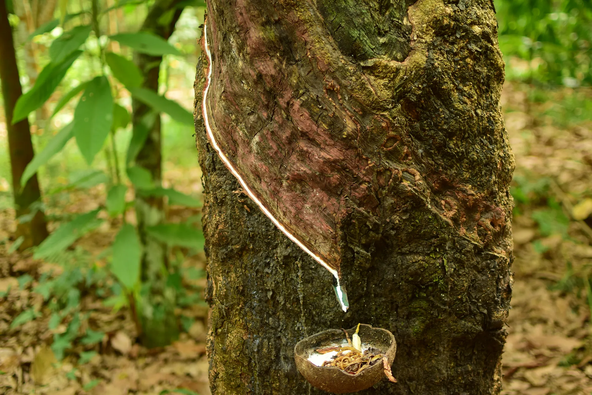Rubber Farmer
